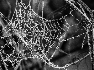 stick, Web, White frost