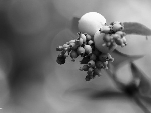 The beads, Symphoricarpos Duhamel, White