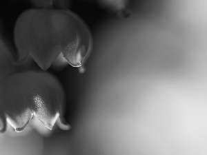 Flowers, lily of the Valley, White