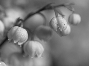 Flowers, lily of the Valley, White