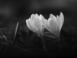 crocuses, Two cars, White