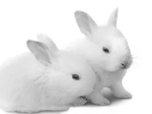 rabbits, Two cars, White