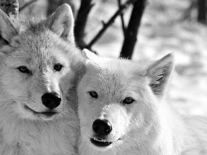 wolves, Two cars, White