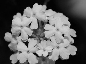 Flowers, Verbena garden, White