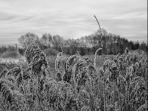 winter, grass, White frost