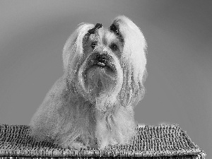 Havanese, wicker, basket, Tounge