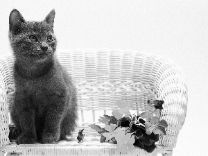 cat, Armchair, wicker, pansies