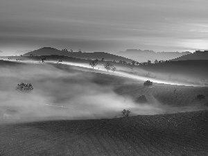 Fog, trees, Son La Province, tea, Wietnam, trees, cultivation, The Hills, dawn, Field, viewes, viewes, Sunrise