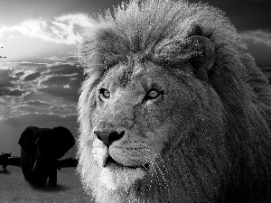 wild, animals, west, sun, Lion