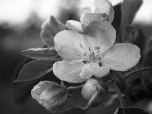 apple-tree, Colourfull Flowers, Wild