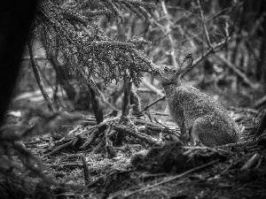 Wild Rabbit, conifer