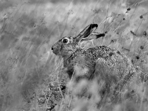 Wild Rabbit, grass