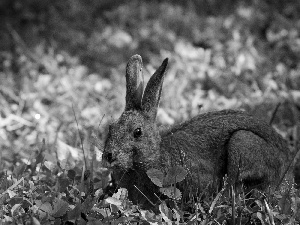 grass, squatting, Wild Rabbit