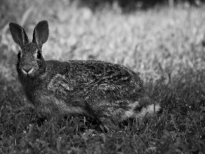 Wild Rabbit, grass