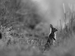 Wild Rabbit, Meadow