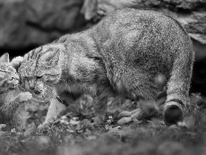 Wildcats, mother, young