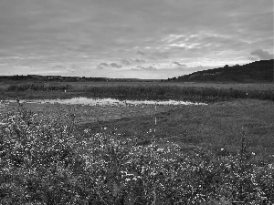 Wildflowers, Flowers, medows, field, brook