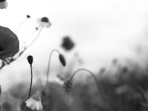 Wildflowers, papavers, Flowers