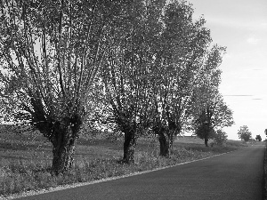 roadside, willow