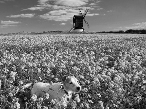 dog, Plants, Windmill, Field