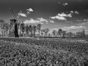 tracts, tulips, Windmill, red