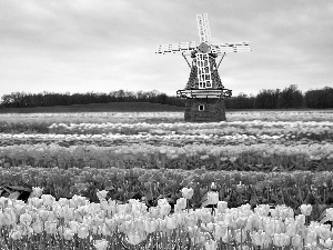 Windmill, Field, Tulips