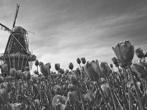 Tulips, Windmill
