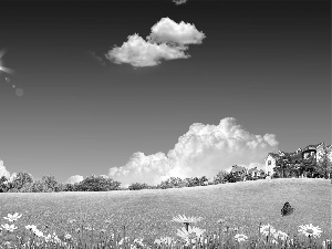 Flowers, Houses, Windmills, Meadow