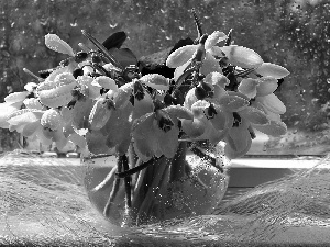 Window, snowdrops, bowl