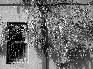 wall, Window, Flowers, Twigs, wistaria