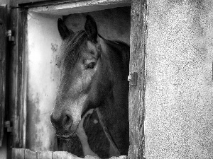 Horse, window