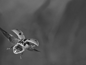 wings, ladybird, flight