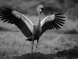 wings, Crowned, Gray