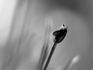 wings, Black, Insect