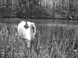 Cane, mute Swan, wings