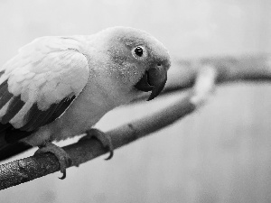 Orange, Green and Yellow, wings, parrot