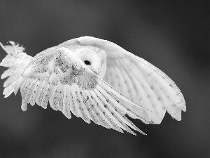 owl, flight, wings, Barn