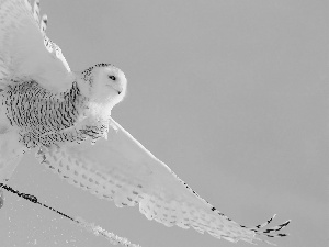 wings, owl, snow