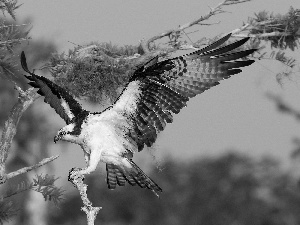 wings, osprey, spread