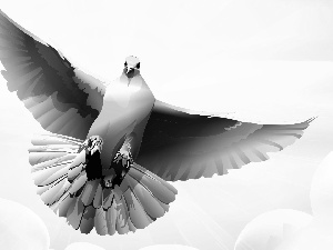 White, spreading, wings, pigeon