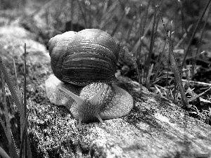 snail, winniczek