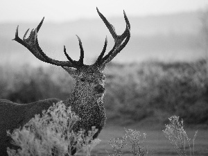 winter, deer, antlers