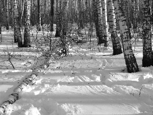 winter, forest, birch