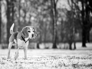 winter, blur, trees, viewes, Beagle