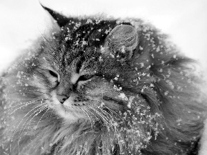 cat, snow, winter, flakes