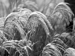 winter, Ears, cereals