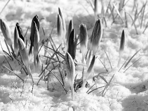 winter, purple, crocuses