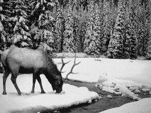 deer, brook, winter, forest