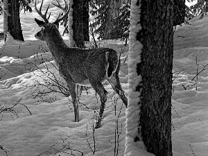 deer, forest, winter, wolves