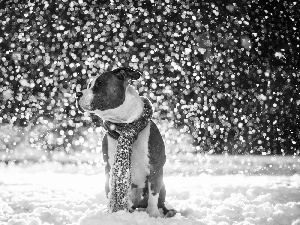 winter, Amstaff, Scarf, snow, dog